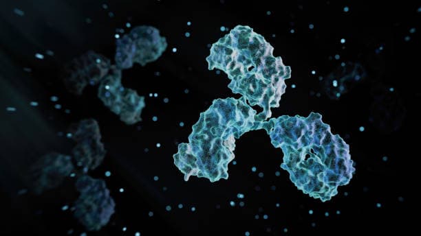 Antibody structure visualization